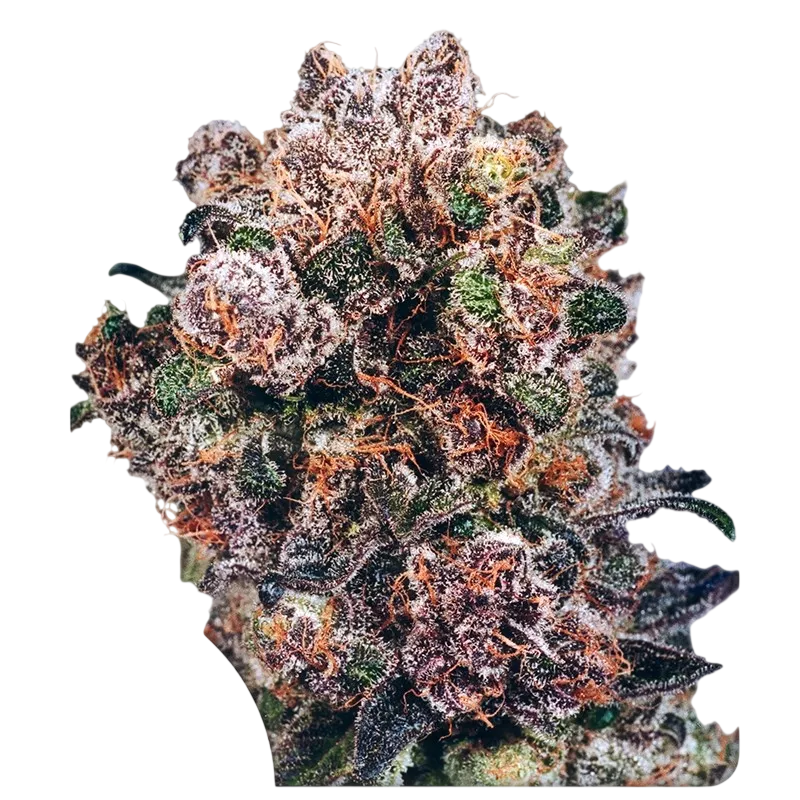 Blueberry | PHOTOFEM | Dutch Passion - Freigestellt 2026-08-13