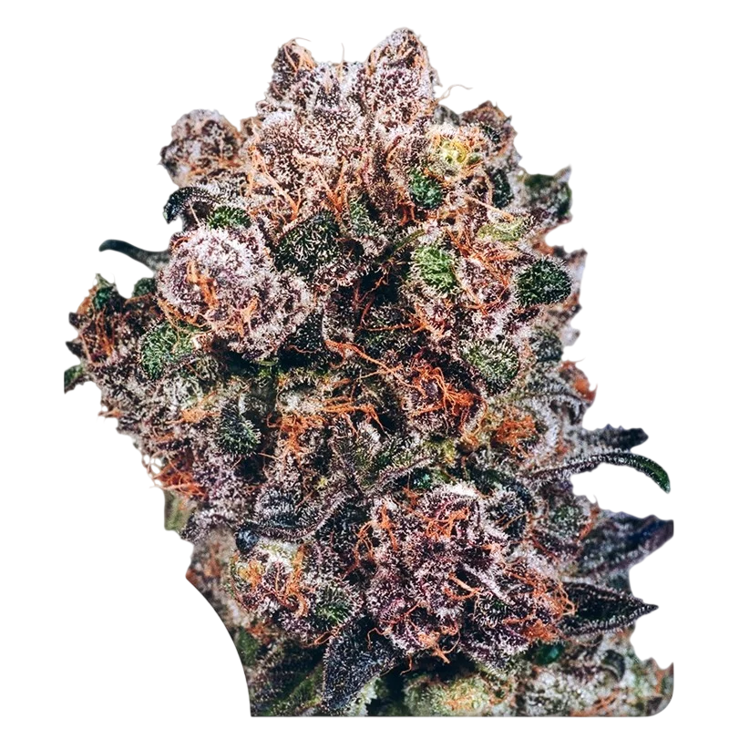 Blueberry | PHOTOFEM | Dutch Passion - Freigestellt 2026-08-13