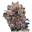 Blueberry | PHOTOFEM | Dutch Passion - Freigestellt 2026-08-13