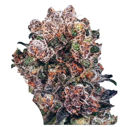 Blueberry | PHOTOFEM | Dutch Passion - Freigestellt 2026-08-13