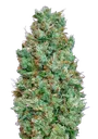 Blueberry Auto | AUTOFEM | 00 Seeds - Freigestellt 2026-08-13