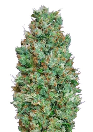 Blueberry Auto | AUTOFEM | 00 Seeds - Freigestellt 2026-08-13