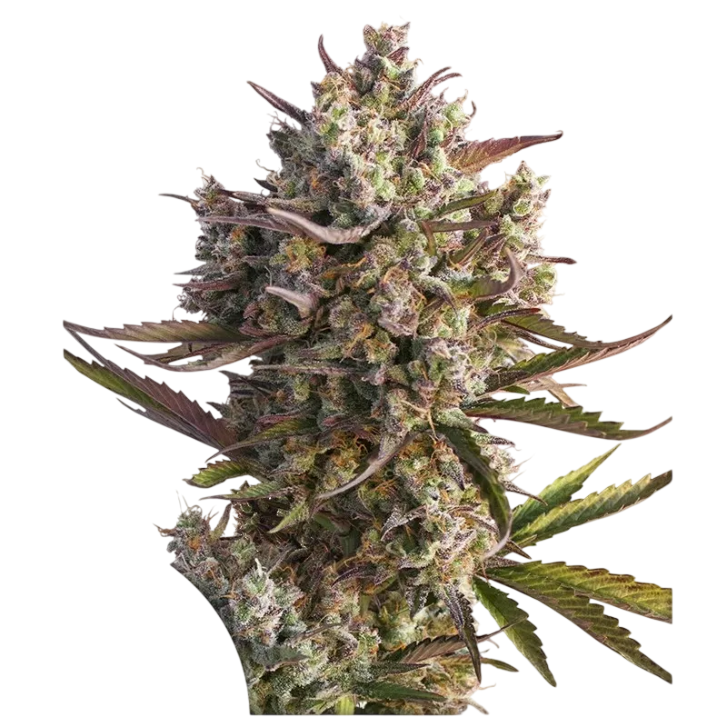 Blueberry Auto | AUTOFEM | Dutch Passion - Freigestellt 2026-08-13