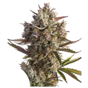 Blueberry Auto | AUTOFEM | Dutch Passion - Freigestellt 2026-08-13
