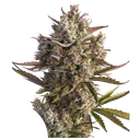 Blueberry Auto | AUTOFEM | Dutch Passion - Freigestellt 2026-08-13
