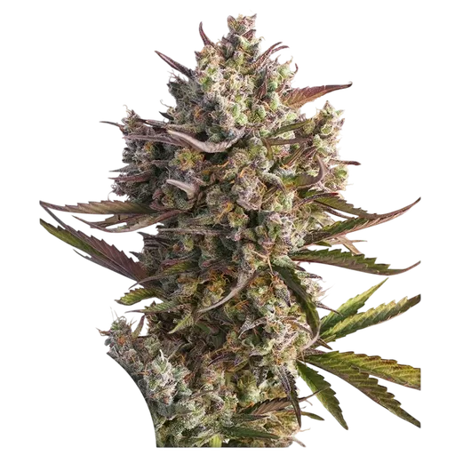 Blueberry Auto | AUTOFEM | Dutch Passion - Freigestellt 2026-08-13