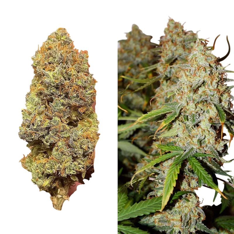 Brooklyn Sunrise Auto | AUTOFEM | Dutch Passion - Freigestellt 2026-08-13