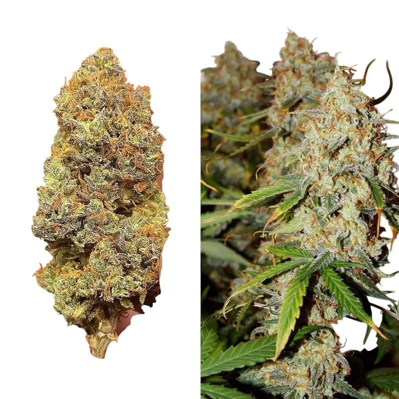 Brooklyn Sunrise Auto | AUTOFEM | Dutch Passion - Freigestellt 2026-08-13