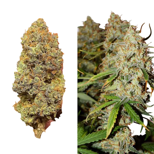 Brooklyn Sunrise Auto | AUTOFEM | Dutch Passion - Freigestellt 2026-08-13
