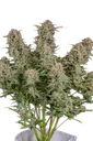 Bruce Banner Auto | AUTOFEM | Fast Buds - Freigestellt 2026-08-13