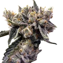 Bruised Banana | PHOTOFEM | DNA Genetics - Freigestellt 2026-08-13