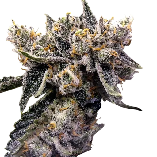 Bruised Banana | PHOTOFEM | DNA Genetics - Freigestellt 2026-08-13