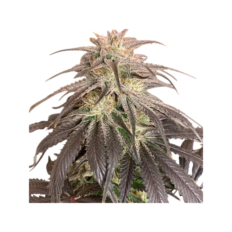 Bubba Island Kush | PHOTOFEM | Dutch Passion - Freigestellt 2026-08-13