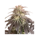 Bubba Island Kush | PHOTOFEM | Dutch Passion - Freigestellt 2026-08-13