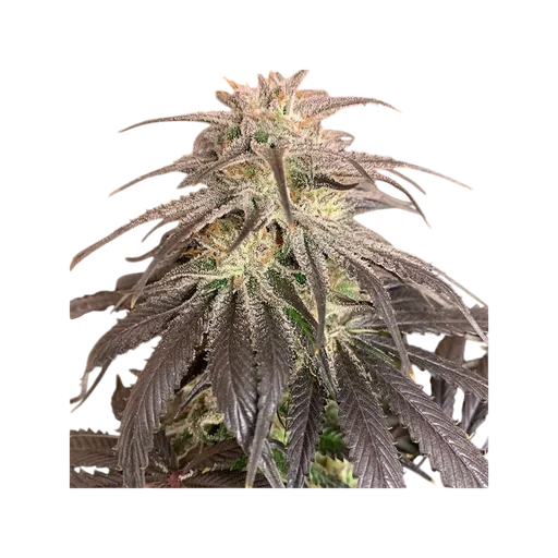 Bubba Island Kush | PHOTOFEM | Dutch Passion - Freigestellt 2026-08-13