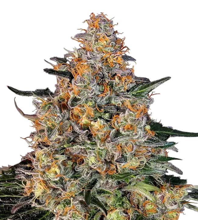 Bubba Kush | PHOTOFEM | Barneys Farm - Freigestellt 2026-08-13