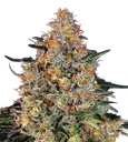 Bubba Kush | PHOTOFEM | Barneys Farm - Freigestellt 2026-08-13