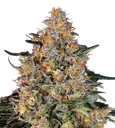 Bubba Kush | PHOTOFEM | Barneys Farm - Freigestellt 2026-08-13