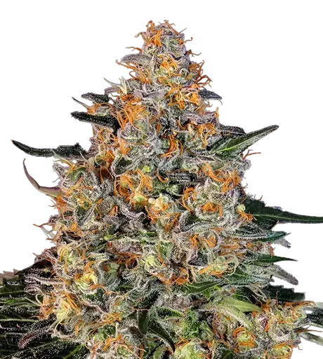 Bubba Kush | PHOTOFEM | Barneys Farm - Freigestellt 2026-08-13