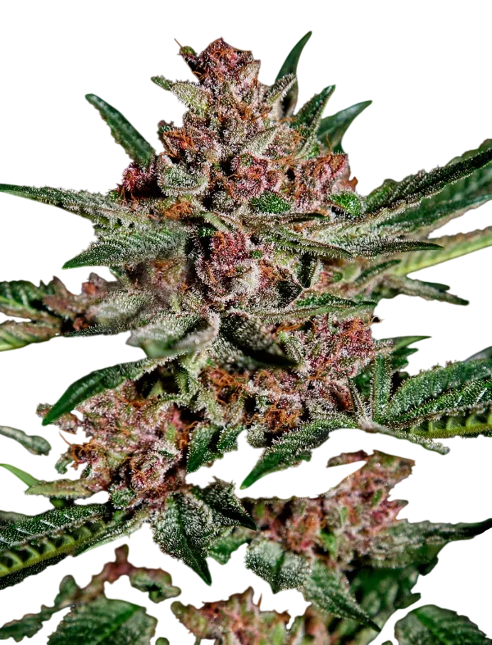 Bubba Kush | PHOTOFEM | Greenhouse Seed Co. - Freigestellt 2026-08-13