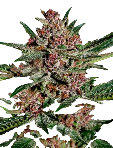 Bubba Kush | PHOTOFEM | Greenhouse Seed Co. - Freigestellt 2026-08-13