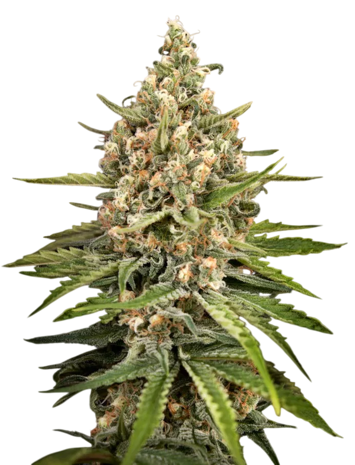 Bubba Slush | PHOTOFEM | Greenhouse Seed Co. - Freigestellt 2026-08-13