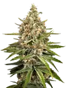 Bubba Slush | PHOTOFEM | Greenhouse Seed Co. - Freigestellt 2026-08-13