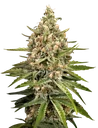 Bubba Slush | PHOTOFEM | Greenhouse Seed Co. - Freigestellt 2026-08-13