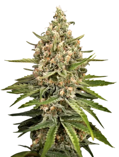 Bubba Slush | PHOTOFEM | Greenhouse Seed Co. - Freigestellt 2026-08-13