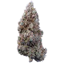 Bubbasquanch Auto | AUTOFEM | Mephisto Genetics - Freigestellt 2026-08-13