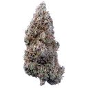 Bubbasquanch Auto | AUTOFEM | Mephisto Genetics - Freigestellt 2026-08-13
