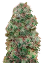 Bubble Gum | PHOTOFEM | 00 Seeds - Freigestellt 2026-08-13