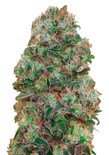 Bubble Gum | PHOTOFEM | 00 Seeds - Freigestellt 2026-08-13