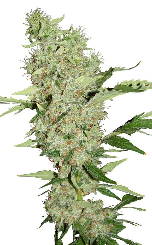 Bubble Gum | PHOTOFEM | Serious Seeds - Freigestellt 2026-08-13