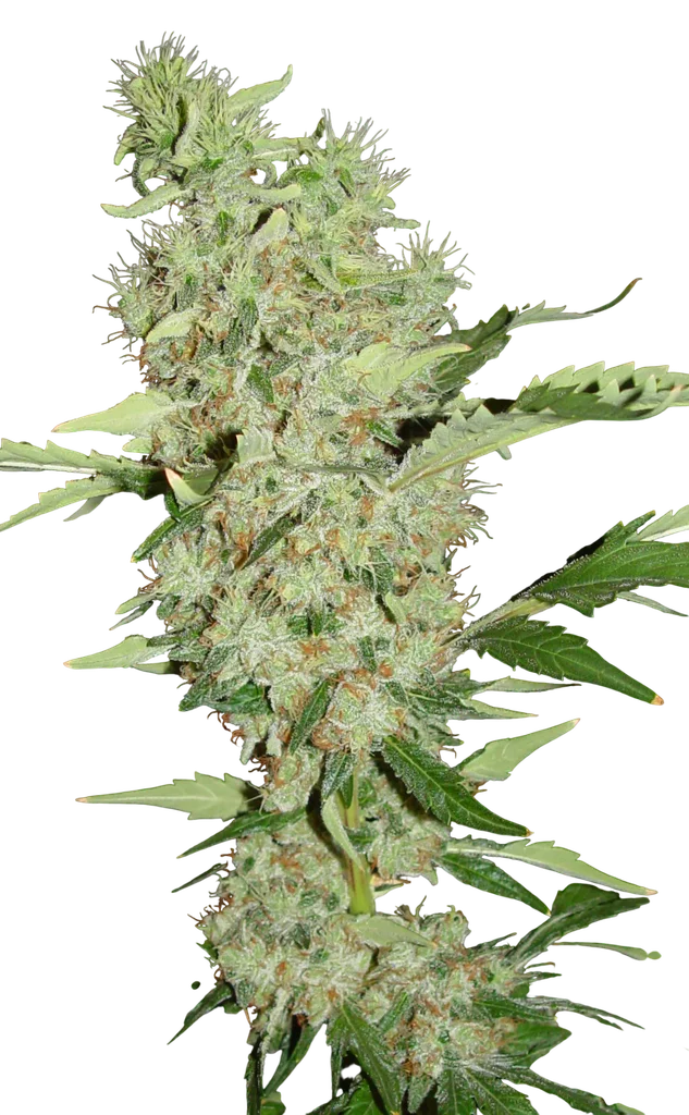 Bubble Gum | PHOTOFEM | Serious Seeds - Freigestellt 2026-08-13