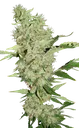 Bubble Gum | PHOTOFEM | Serious Seeds - Freigestellt 2026-08-13