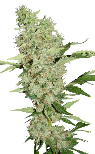 Bubble Gum | PHOTOFEM | Serious Seeds - Freigestellt 2026-08-13