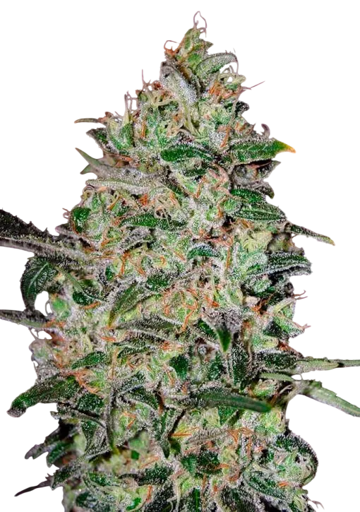 Bubble Gum FAST | PHOTOFEM | 00 Seeds - Freigestellt 2026-08-13