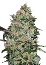 Bubble Gum FAST | PHOTOFEM | 00 Seeds - Freigestellt 2026-08-13