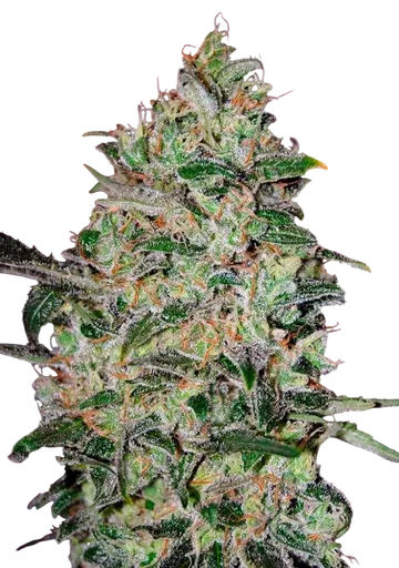 Bubble Gum FAST | PHOTOFEM | 00 Seeds - Freigestellt 2026-08-13