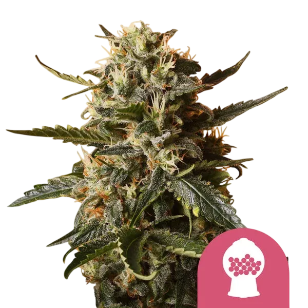 Bubblegum XL | PHOTOFEM | Royal Queen Seeds - Freigestellt 2026-08-13