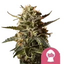 Bubblegum XL | PHOTOFEM | Royal Queen Seeds - Freigestellt 2026-08-13