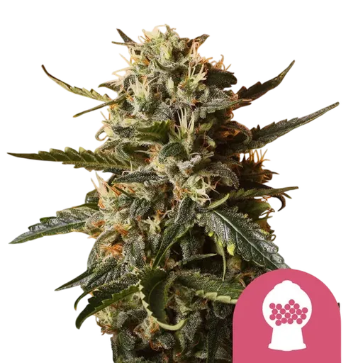 Bubblegum XL | PHOTOFEM | Royal Queen Seeds - Freigestellt 2026-08-13