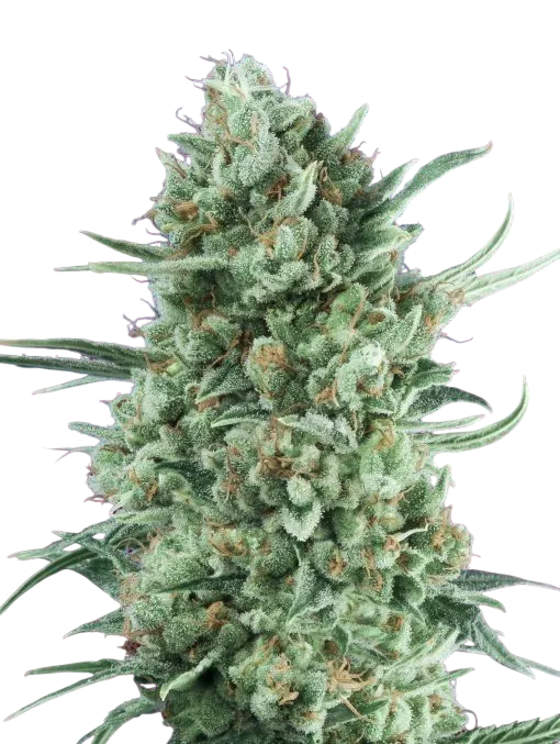 Bubble Gum XXL Auto | AUTOFEM | 00 Seeds - Freigestellt 2026-08-13