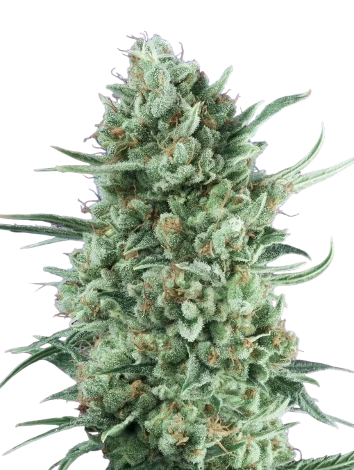 Bubble Gum XXL Auto | AUTOFEM | 00 Seeds - Freigestellt 2026-08-13
