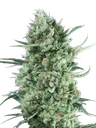 Bubble Gum XXL Auto | AUTOFEM | 00 Seeds - Freigestellt 2026-08-13