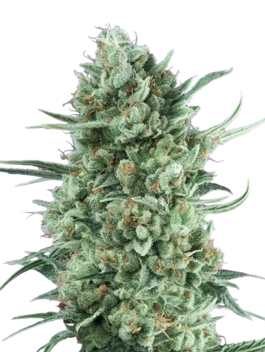 Bubble Gum XXL Auto | AUTOFEM | 00 Seeds - Freigestellt 2026-08-13