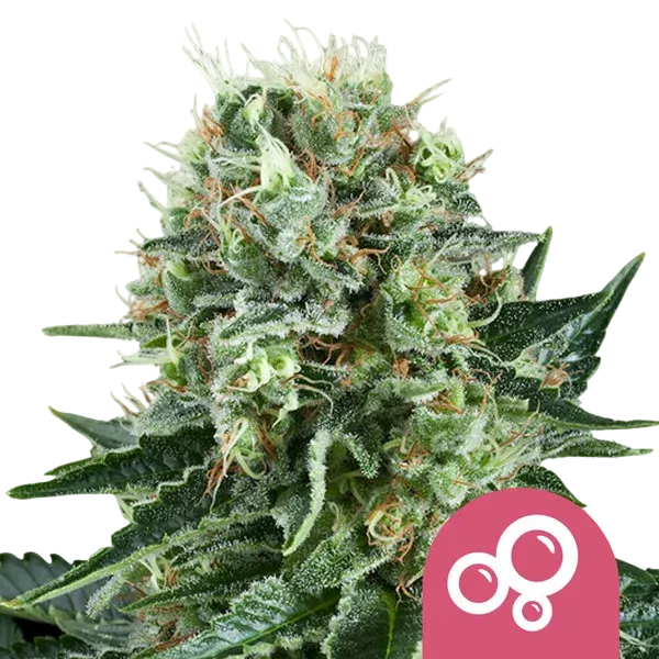 Bubble Kush | PHOTOFEM | Royal Queen Seeds - Freigestellt 2026-08-13
