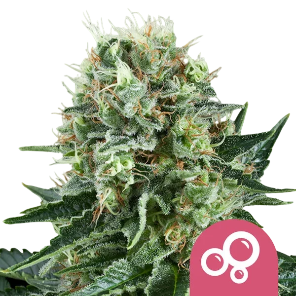 Bubble Kush | PHOTOFEM | Royal Queen Seeds - Freigestellt 2026-08-13