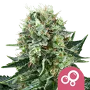 Bubble Kush | PHOTOFEM | Royal Queen Seeds - Freigestellt 2026-08-13
